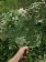 Жигуль-веник с пихтой, травами